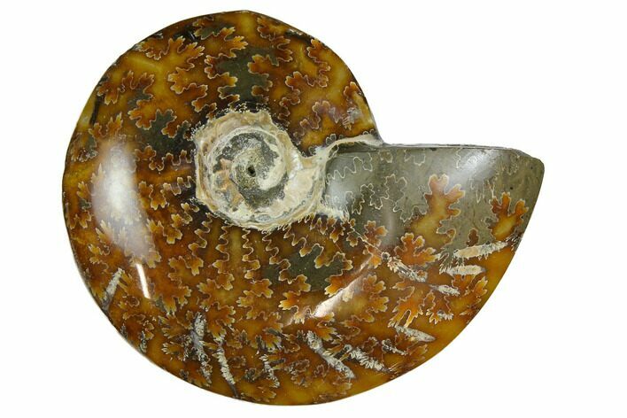Polished, Agatized Ammonite (Cleoniceras) - Madagascar #164147